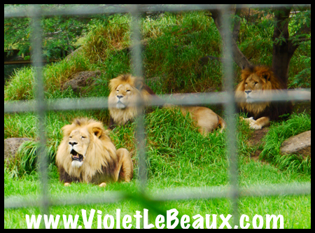 VioletLeBeaux-Melbourne-Zoo-1030372_1369 copy